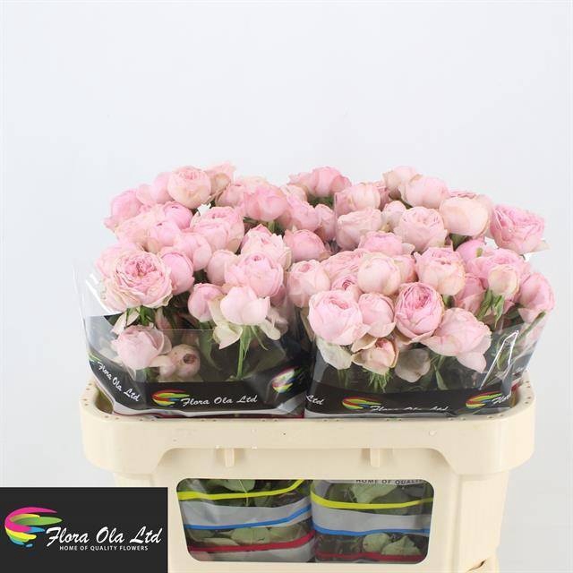 <h4>R Tr Mansfield Pink Park Flora Ola</h4>