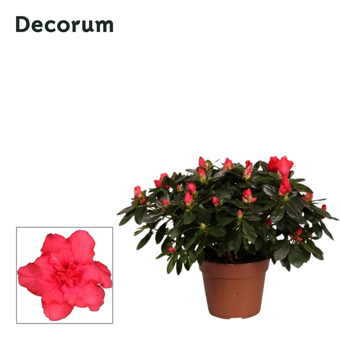 <h4>Azalea Red P14</h4>
