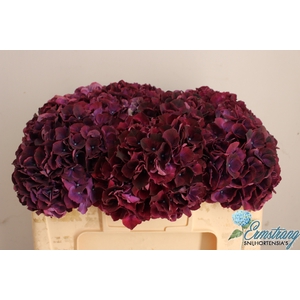 HYDR M MAG DARK RUBY