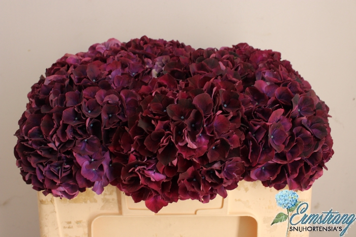 <h4>HYDR M MAG DARK RUBY</h4>