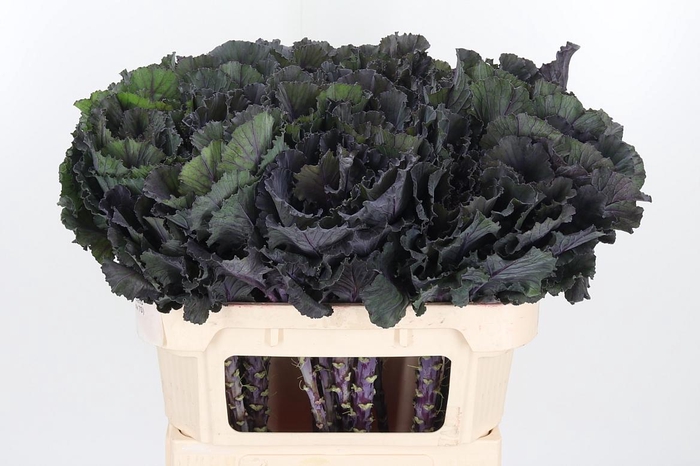 <h4>Brass Black Leaf</h4>
