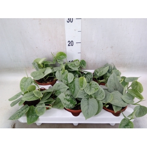 Scindapsus pictus 'Silvery Ann'