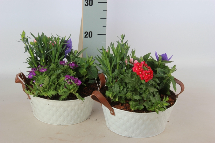 <h4>ARR TUINPLANTEN</h4>