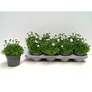 SAXIF AR MARTO WHITE