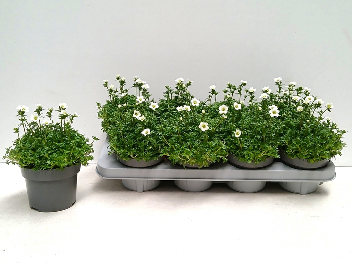 <h4>SAXIF AR MARTO WHITE</h4>