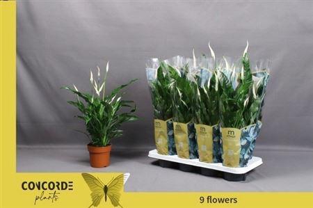 Spath Sweet Curiosa 9+ Flowers!