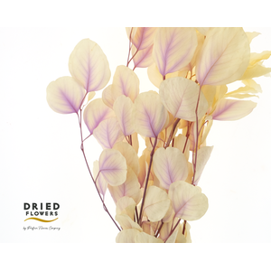 Dried Bleached Eucalyptus Populus Lavender Dream