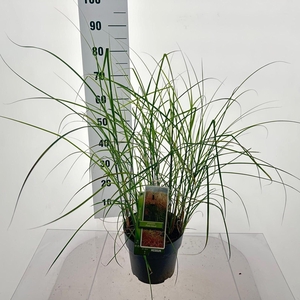 Miscanthus sinensis