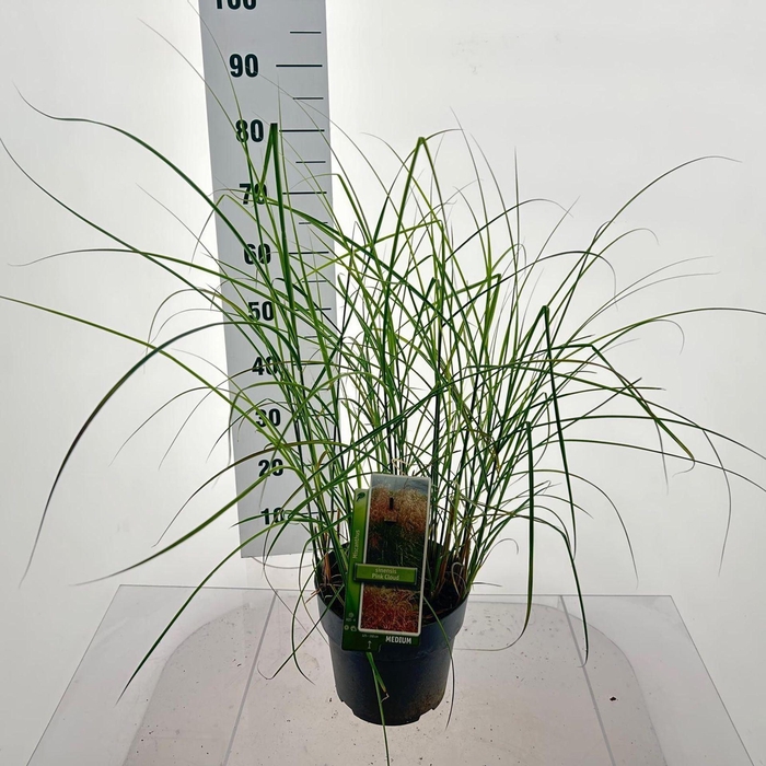 Miscanthus sinensis