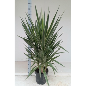 YUCCA  PUCK