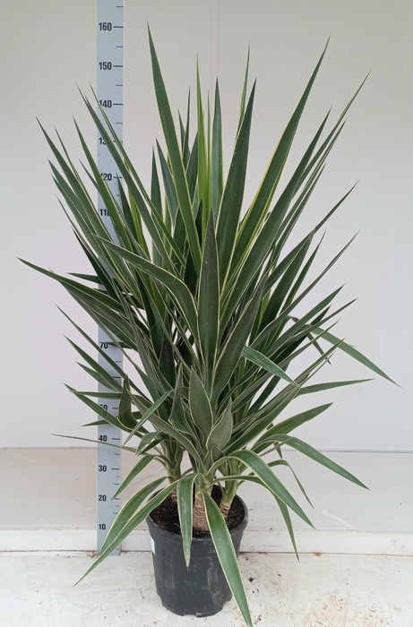 <h4>YUCCA  PUCK</h4>