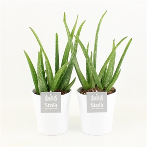 Aloe Vera in Liv keramiek