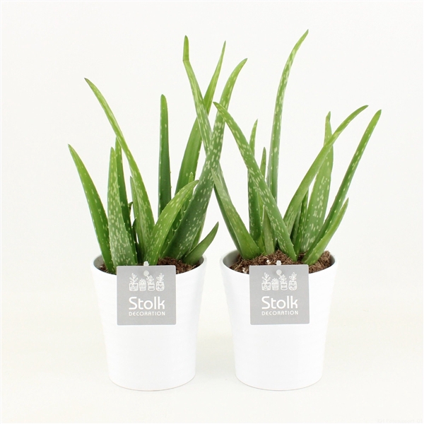 <h4>Aloe Vera in Liv keramiek</h4>