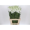 Matthiola Iron White