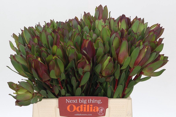 <h4>LEUCAD SENORITA</h4>