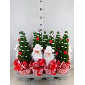 Chamaecyparis laws. 'Ellwoodii'