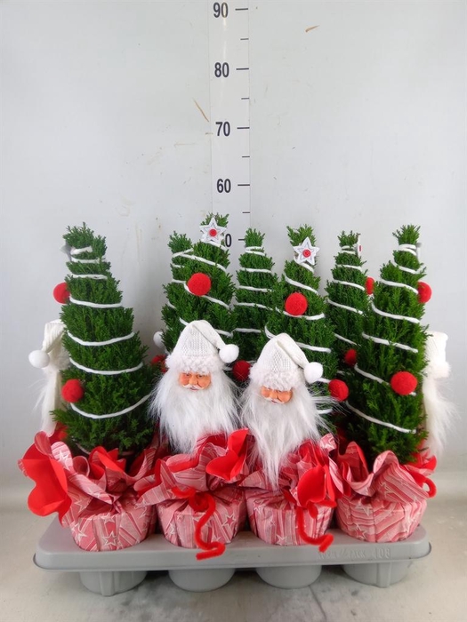 <h4>Chamaecyparis laws. 'Ellwoodii'</h4>