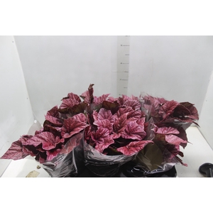 BEGONIA BELEAF INCA FLAME P15 PO