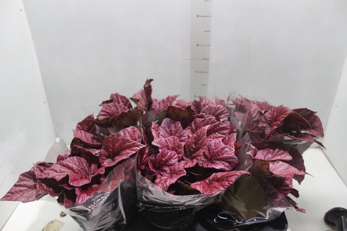<h4>BEGONIA BELEAF INCA FLAME P15 PO</h4>