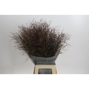 Panicum Virgatum Warrior