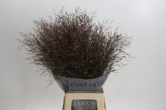 Panicum Virgatum Warrior