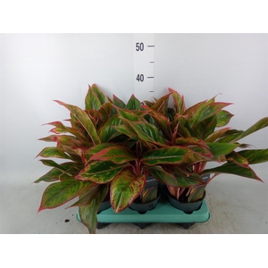 Aglaonema  'Crete'