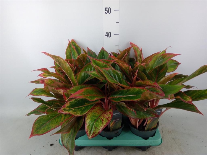 <h4>Aglaonema  'Crete'</h4>