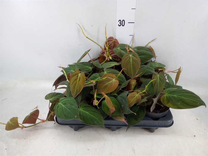 <h4>Philodendron scand. subsp. micans</h4>