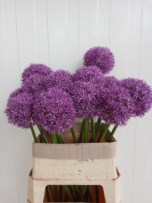 <h4>ALLIUM GLOBEMASTER</h4>