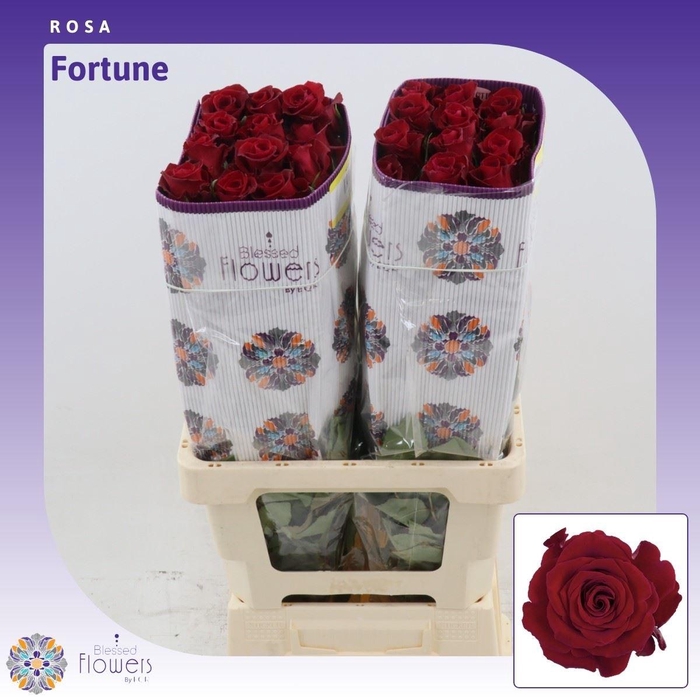 <h4>Rosa gr Fortune</h4>