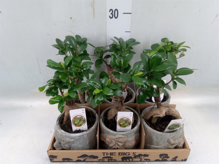 <h4>Ficus microcarpa 'Ginseng'</h4>