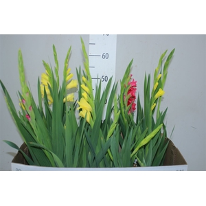 Gladiolus Glamini Mix