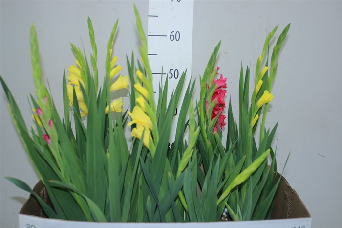 <h4>Gladiolus Glamini Mix</h4>