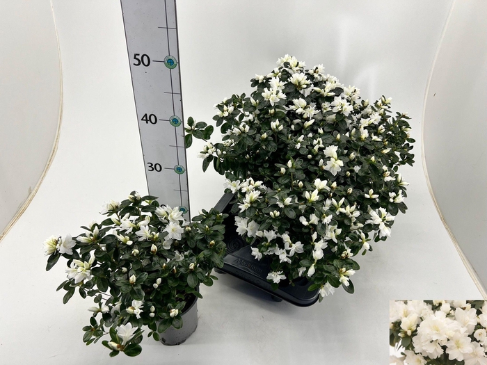 <h4>RHODO SI OV</h4>