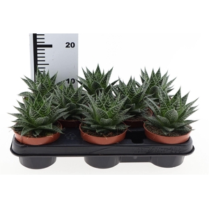 Gasteria