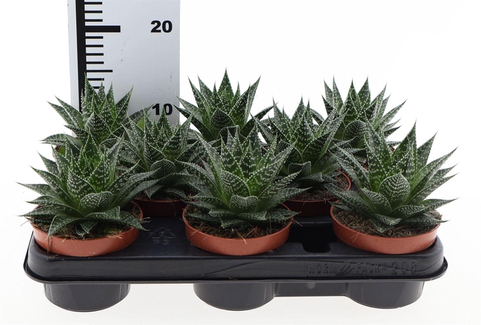 <h4>Gasteria</h4>