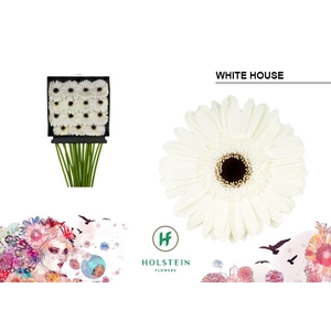 Gerbera White House Diamond per kaart