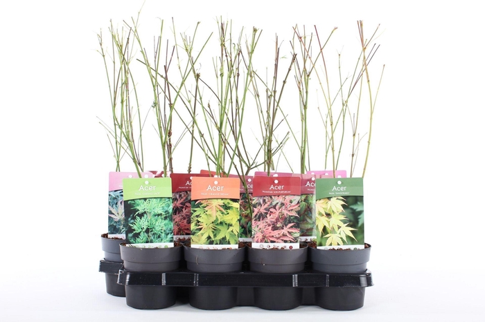 <h4>Acer palmatum</h4>