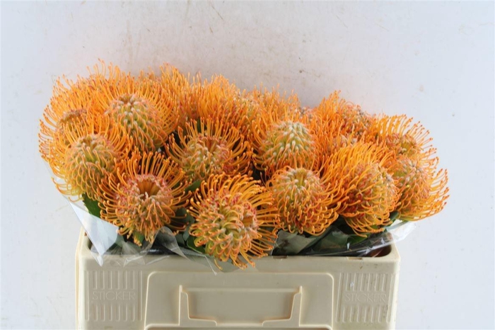 <h4>LEUCO SOLEIL</h4>