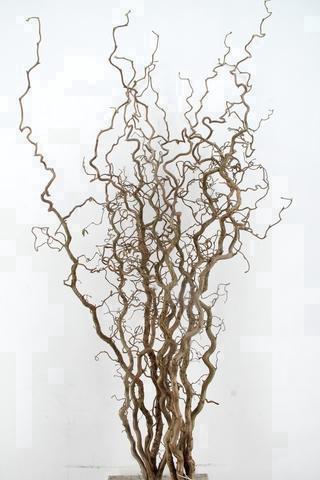 <h4>CORYL AV CONTORTA 2 JARIG 160CM</h4>