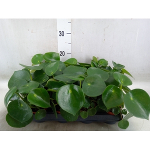 Peperomia polybotrya 'Raindrop'