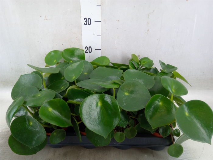 <h4>Peperomia polybotrya 'Raindrop'</h4>