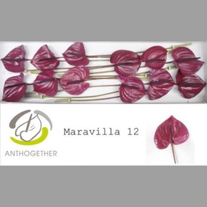 Anth A Maravilla