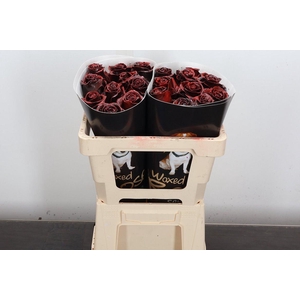 R Ov Wx 50cm Aubergine