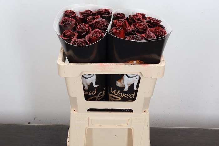 <h4>R Ov Wx 50cm Aubergine</h4>