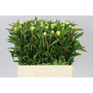 Paeonia Duchesse D Nemo Ex