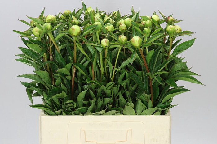 <h4>Paeonia Duchesse D Nemo Ex</h4>