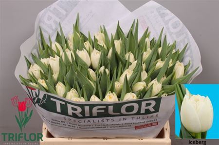 <h4>Tu Du Iceberg</h4>