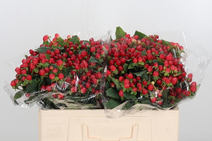 <h4>Hyp Mag Triumph</h4>