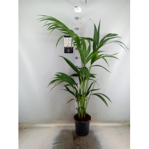 Howea forsteriana